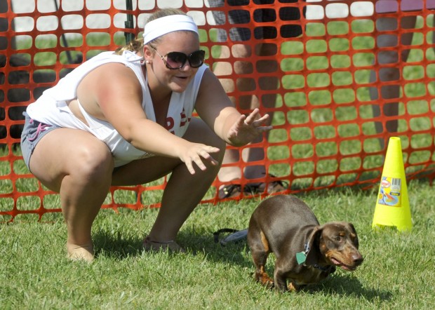 Wiener takes it all: Dachshund race raises money for animal shelter
