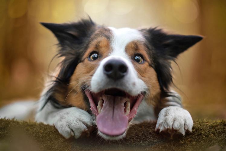 happy dog