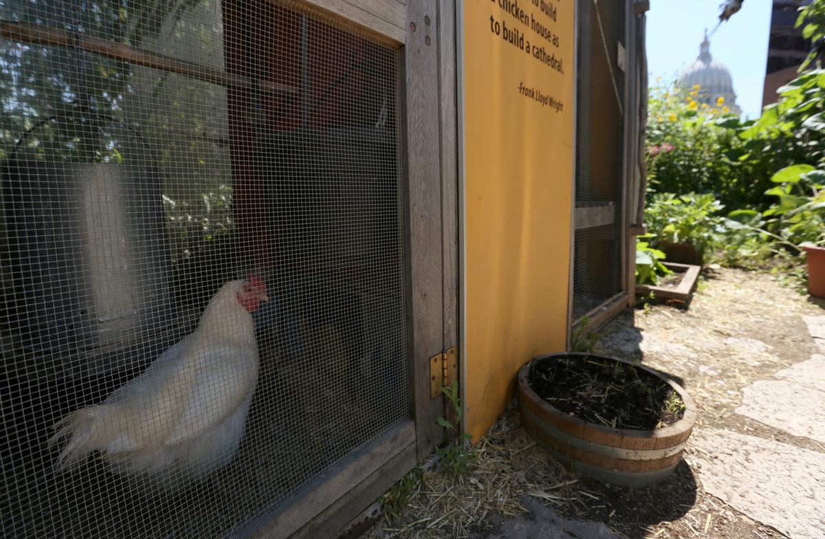 Chicken coop at Madison Children's Museum