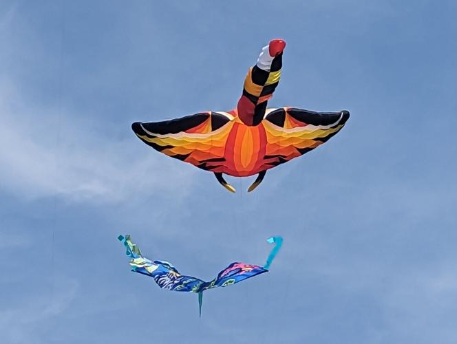 Outta Sight Kite Flight 2023 kites in the sky.jpg