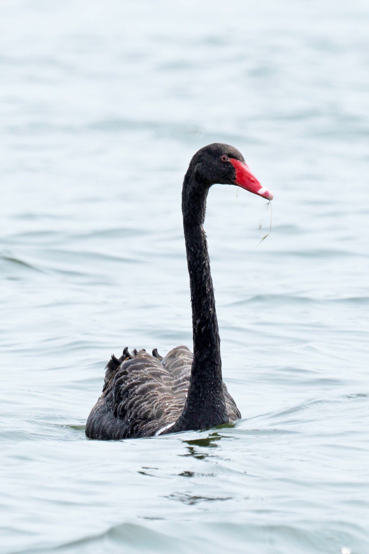 Black swan: Rare bird making waves as residents wonder it came | Local | journaltimes.com