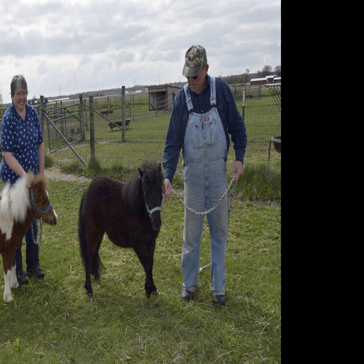 Janesville Couple Finds Success In Breeding Miniature Horses