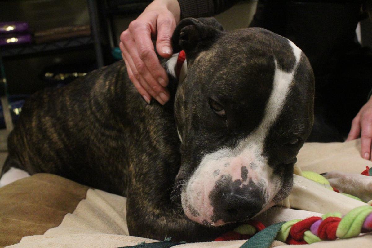Dog S Rescue Story Demonstrates Wisconsin Humane Society S Value Local News Journaltimes Com