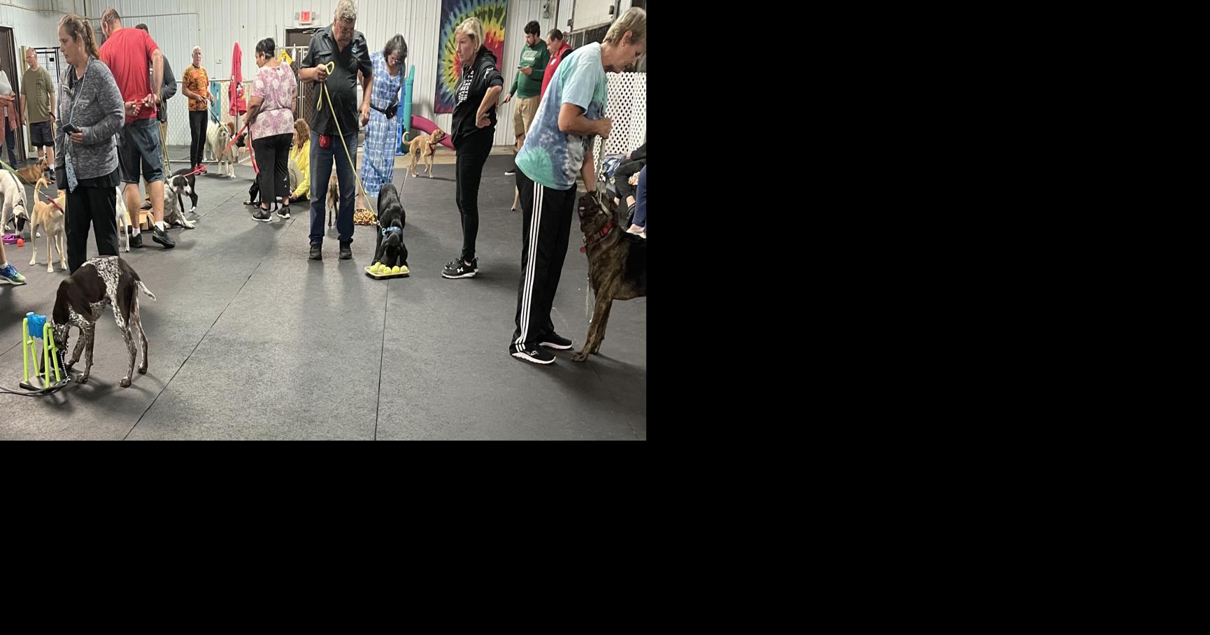 Best Pet Training Katie's Canine Klubhouse