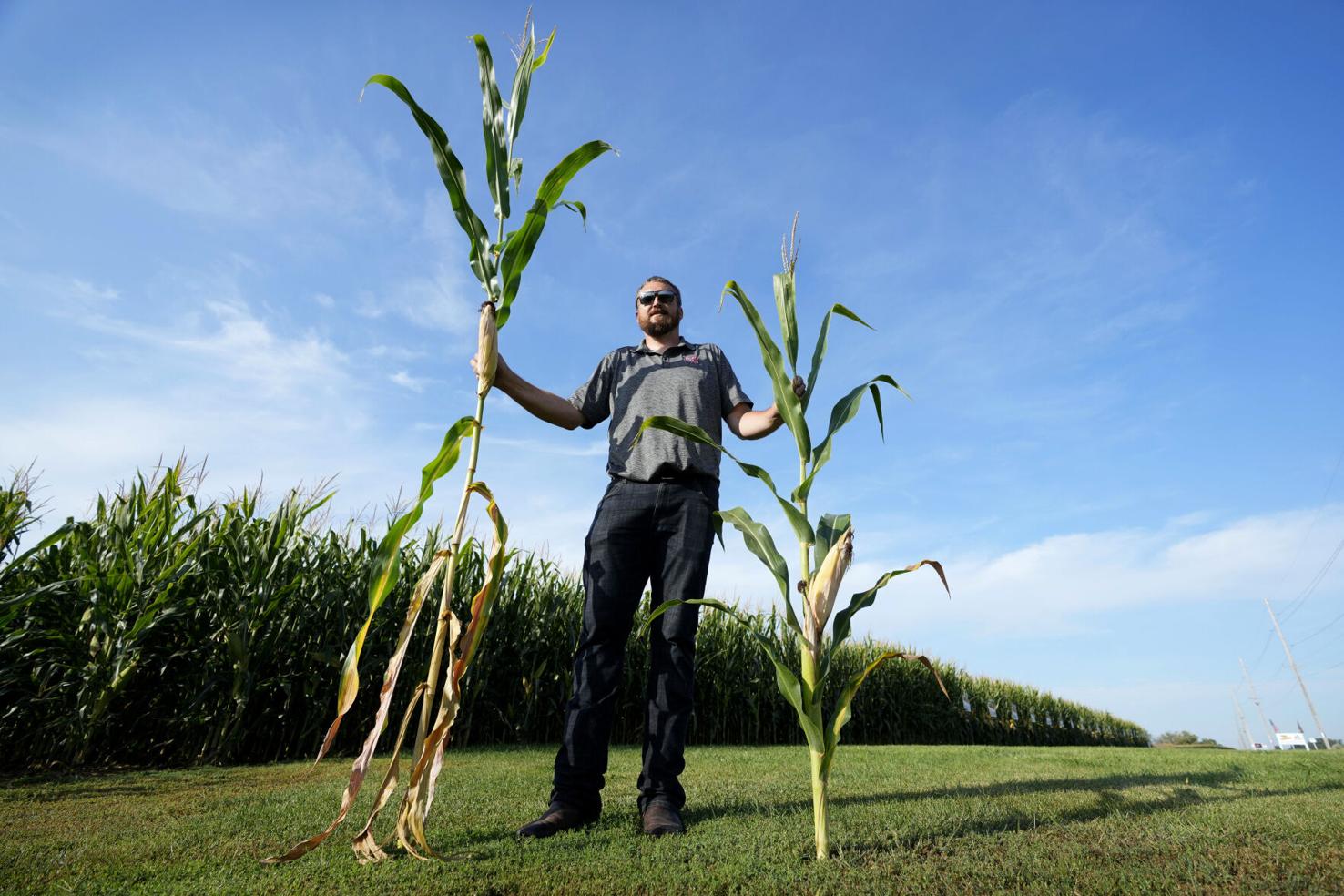 'Short corn' may soon replace the tall crop