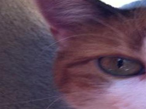 Chilli Cat Cat Show Scheduled For Jan 16 Journaltimes Com