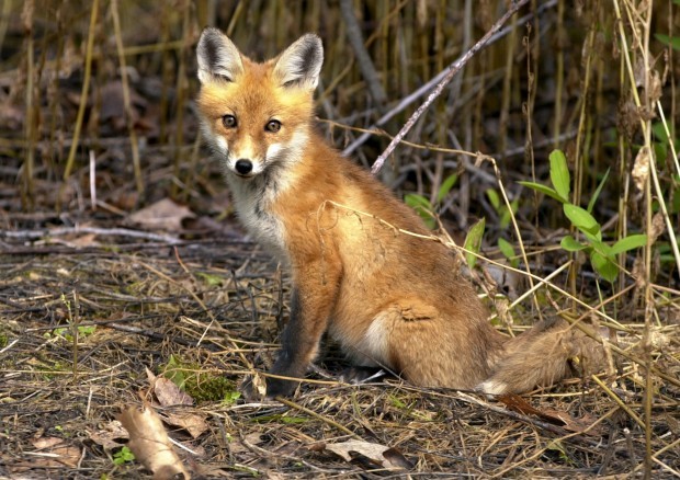 Animals In The Deciduous Forest Fox