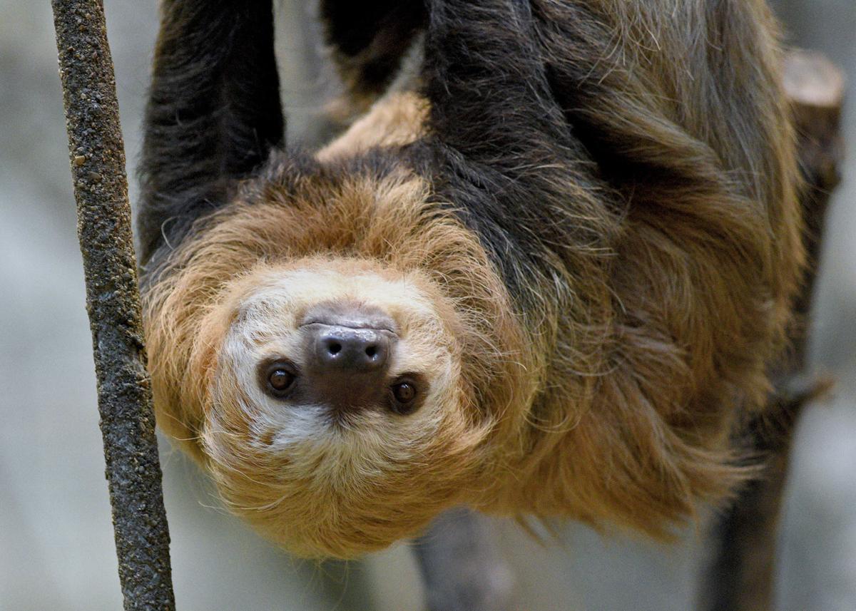 Brookfield Zoo two-toed sloth