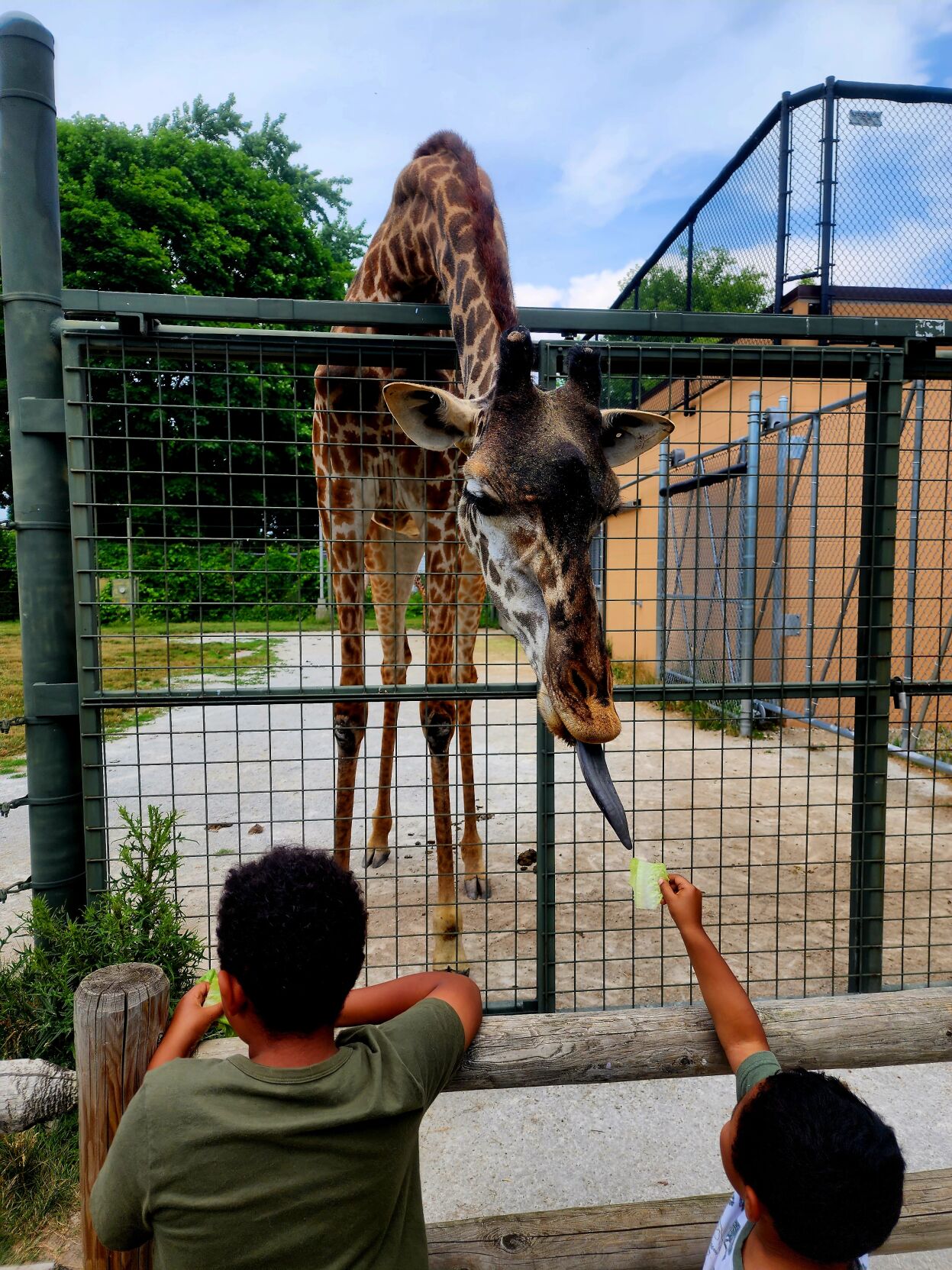 Feeding the giraffe