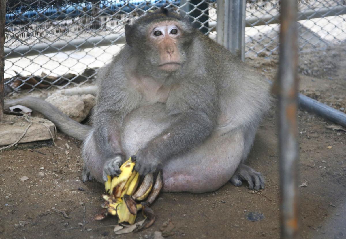 Meet Uncle Fat Thailand S Chunky Monkey Who S Going On A Diet Lifestyles Journaltimes Com
