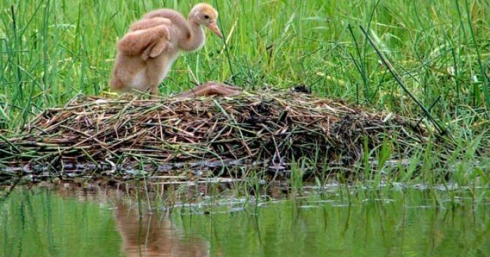Whooping crane chick cam as cute as it sounds