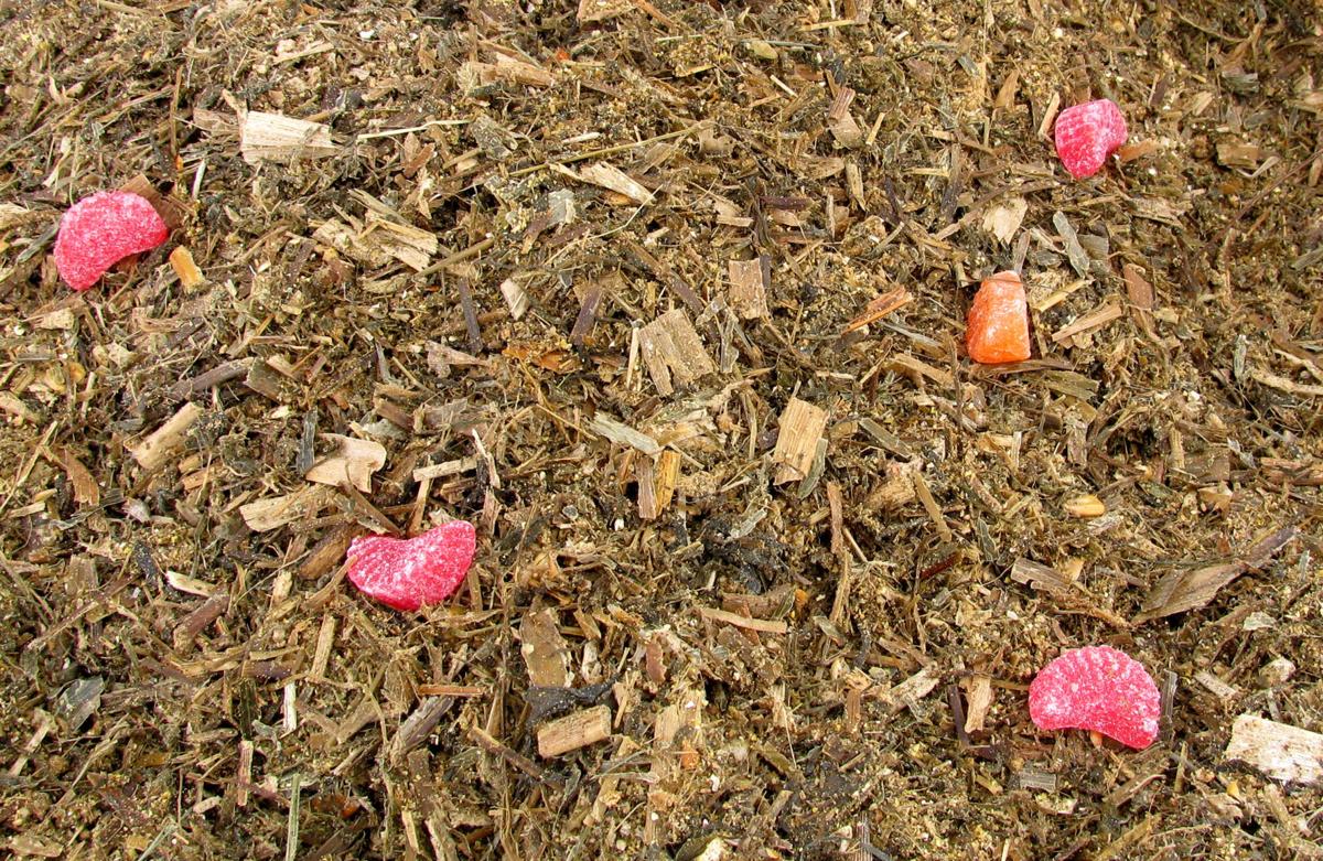 Feeding candy to cows is sweet for their digestion Business