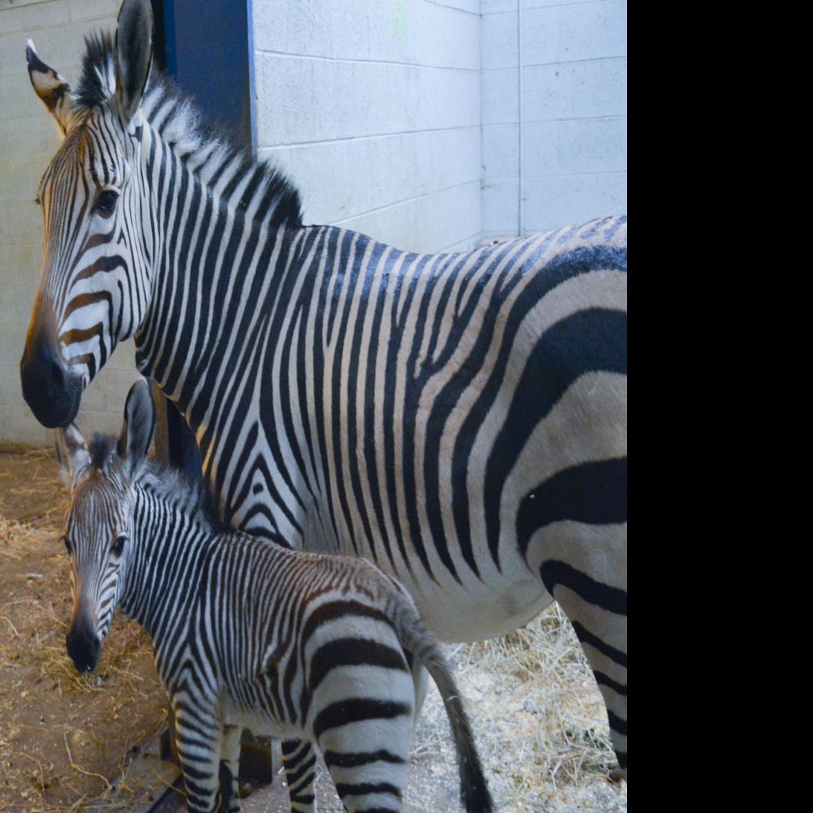 Livestreamed Naming Of Racine Zoo S Baby Zebra Will Be At 7 P M Today Journaltimes Com