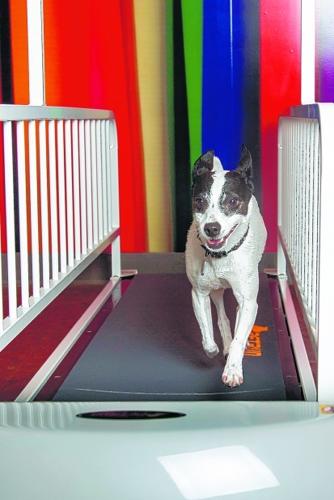 high quality dog treadmill pet dog