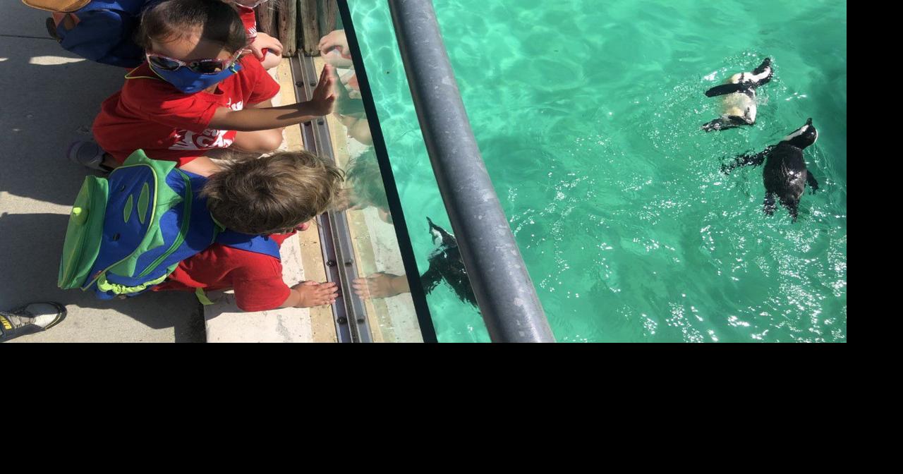 Racine Zoo's summer learning opportunities combine fun and education