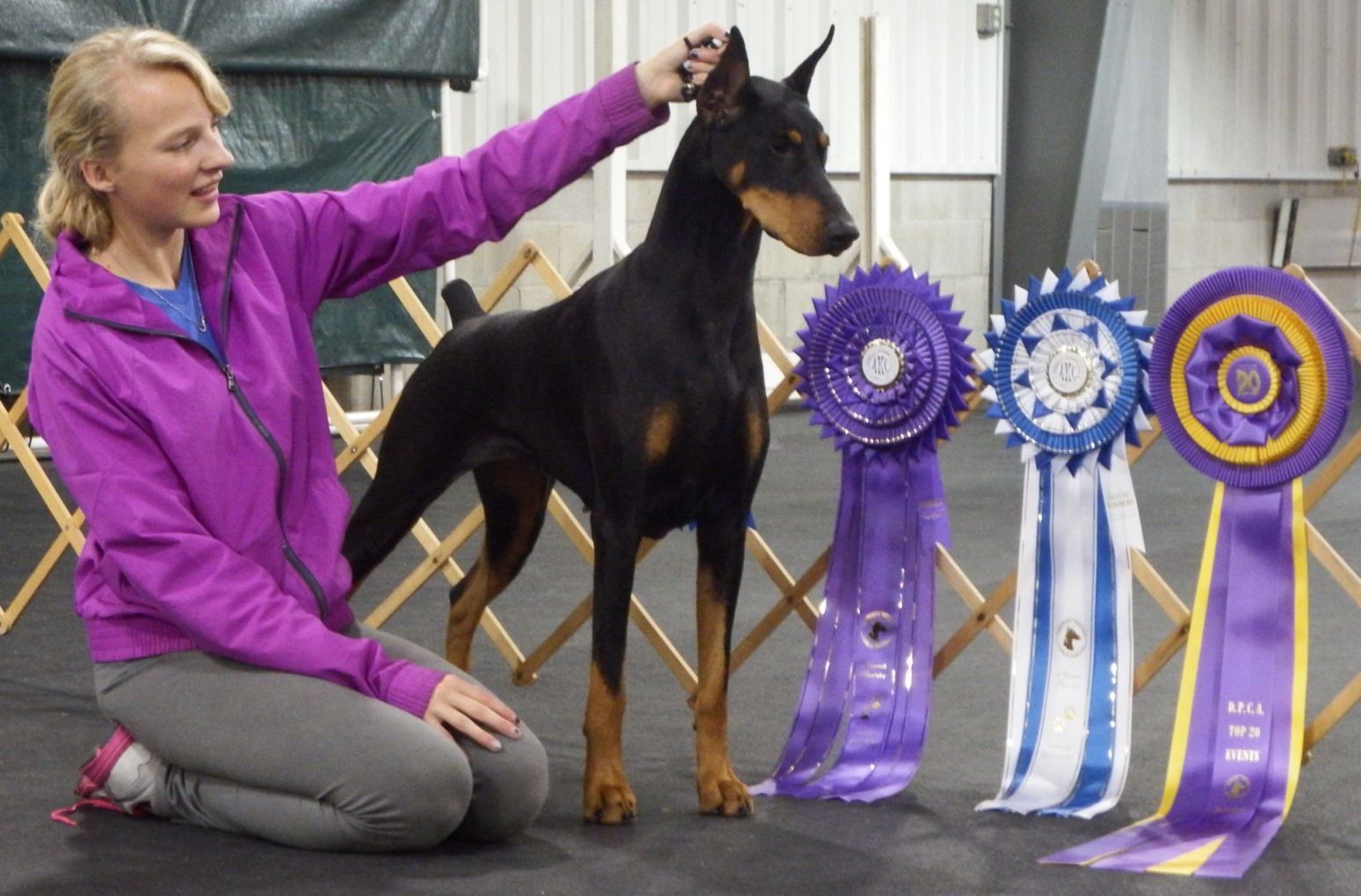 Doberman westminster best sale