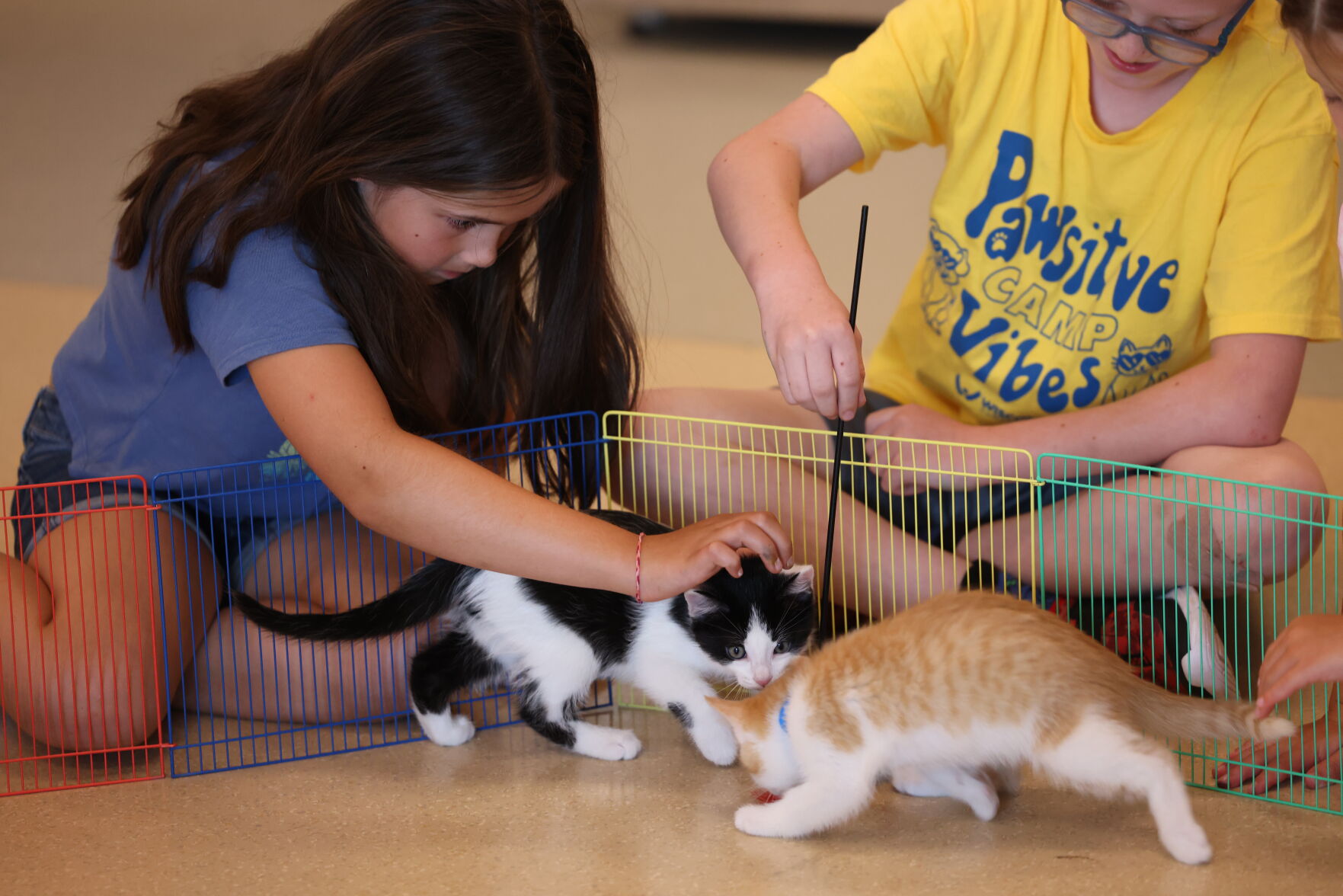 Six photos of Humane Society Racine "Camp Critter"