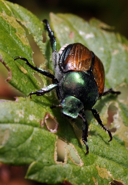 Meet the (Japanese) Beetles -- Infestation perplexes area gardeners ...