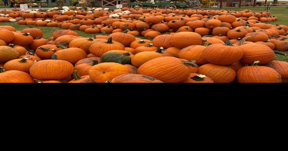 Where to find fun in Racine County at an apple orchard or pumpkin farm