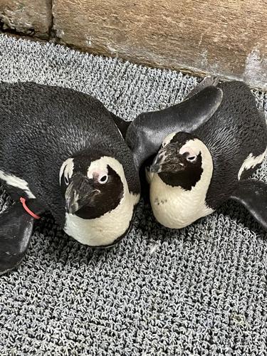 Penguins in South Africa rescued after 400 liters of oil spilled