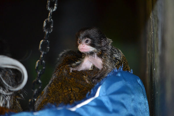 Racine Zoo welcomes baby emperor tamarin