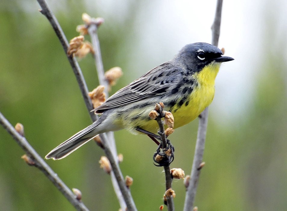 Kirtland's warbler has its most successful Wisconsin breeding season ...