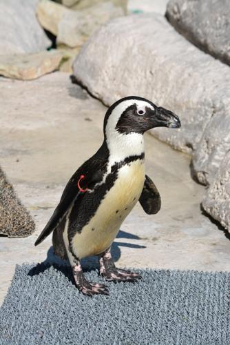 Get to know the Racine Zoo's gay penguin couple