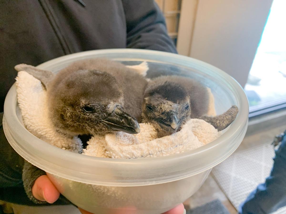 PenguinChicks_2021_RZ.jpg