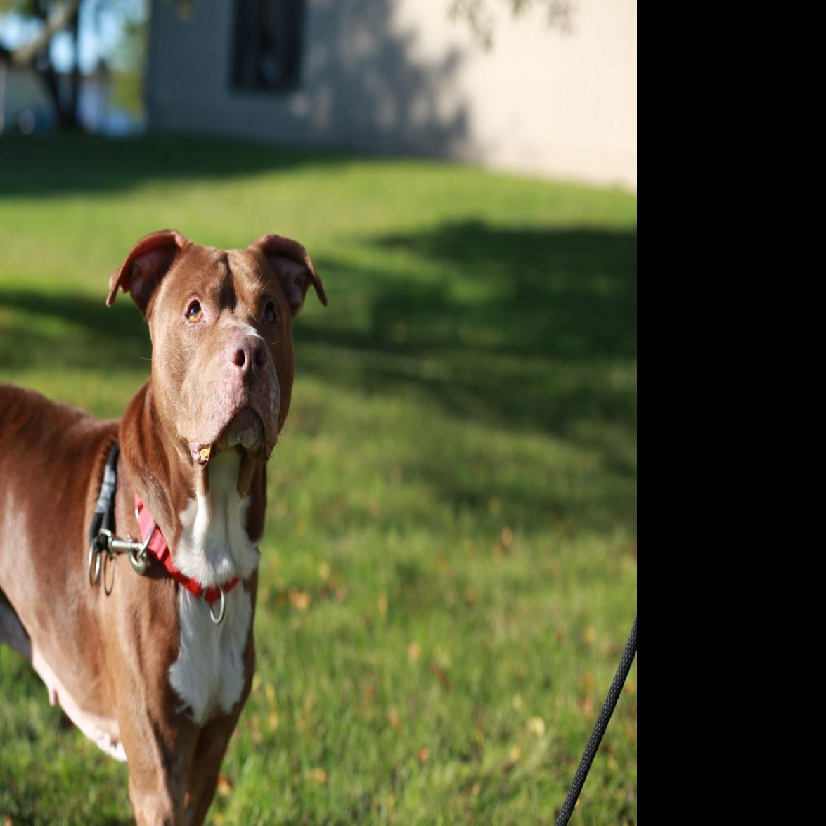 yorkville lifts 23 year pit bull ban
