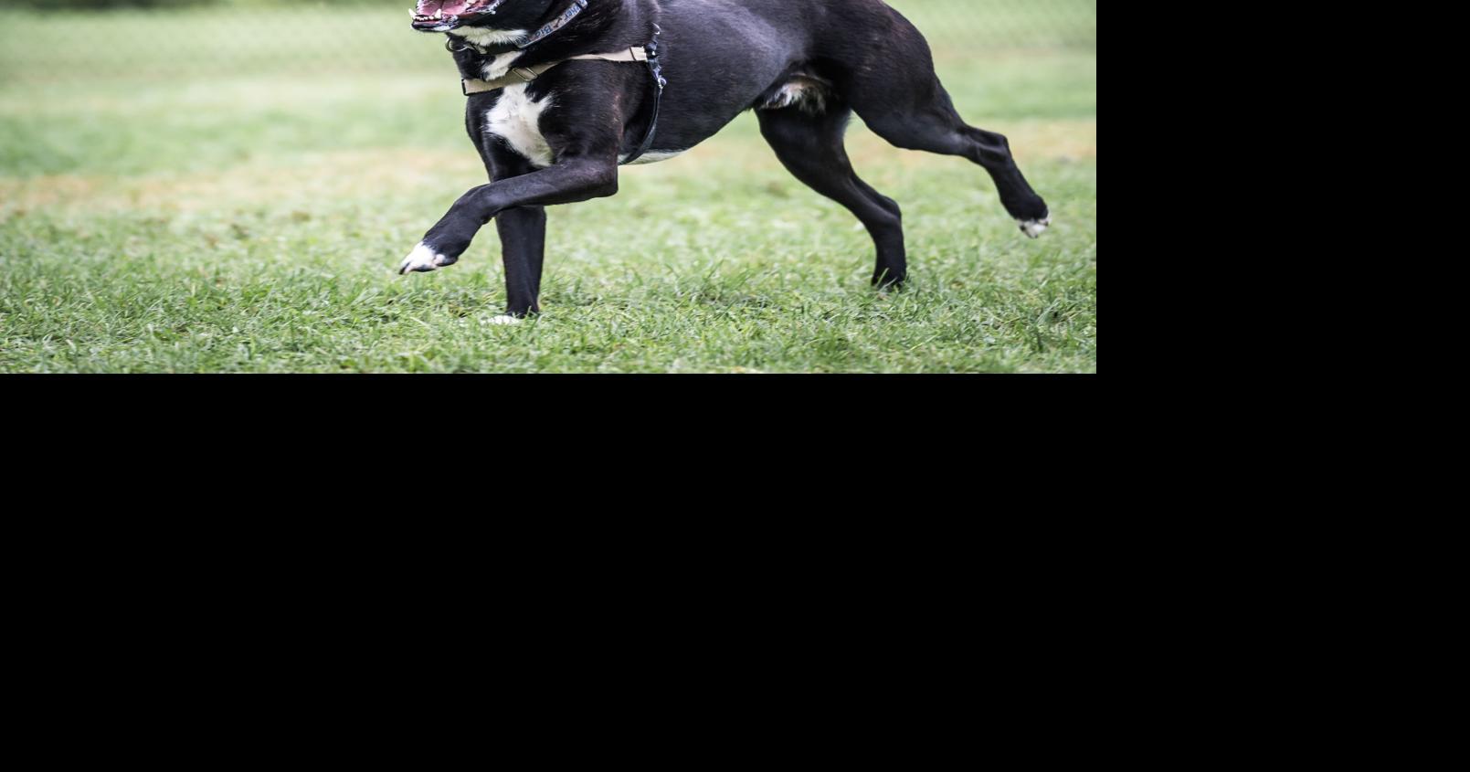 Racine’s first in-city dog park now open