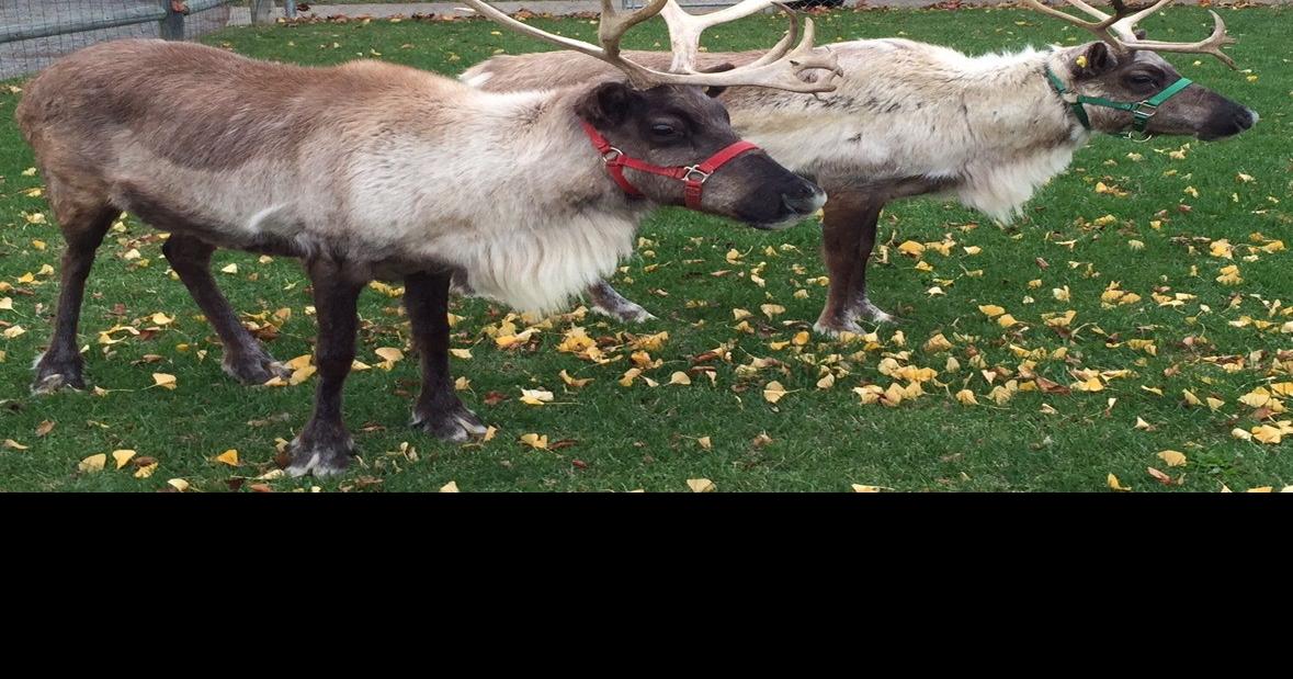 Racine Zoo turns on holiday lights