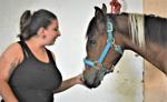 Teaching a horse