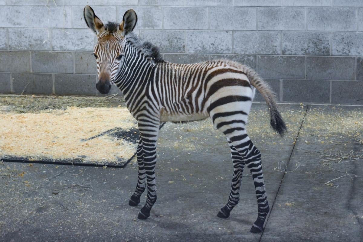 Livestreamed Naming Of Racine Zoo S Baby Zebra Will Be At 7 P M Today Journaltimes Com
