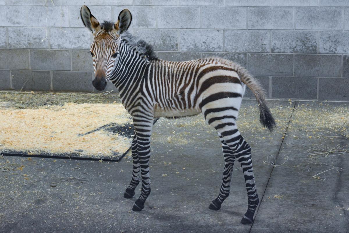Livestreamed Naming Of Racine Zoo S Baby Zebra Will Be At 7 P M Today Journaltimes Com Livestreamed Naming Of Racine Zoo S Baby Zebra Will Be At 7 P M Today Journaltimes Com
