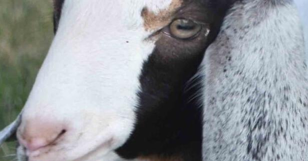 Baby goats getting a party at animal sanctuary - Vimarsana News