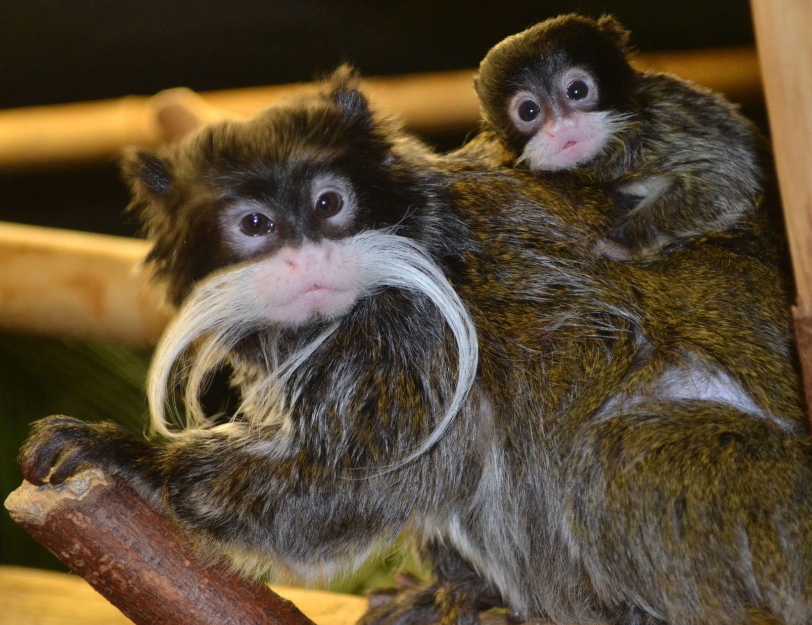 emperor tamarin for sale