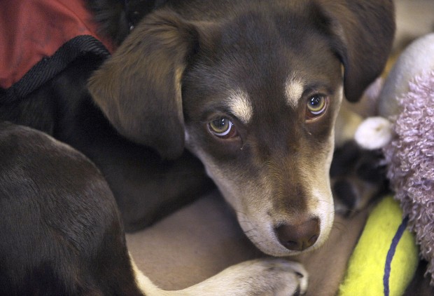 diabetic therapy dog