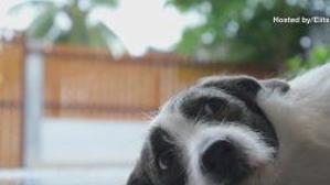 Here S How To Calm Down Your Anxious Pooch National