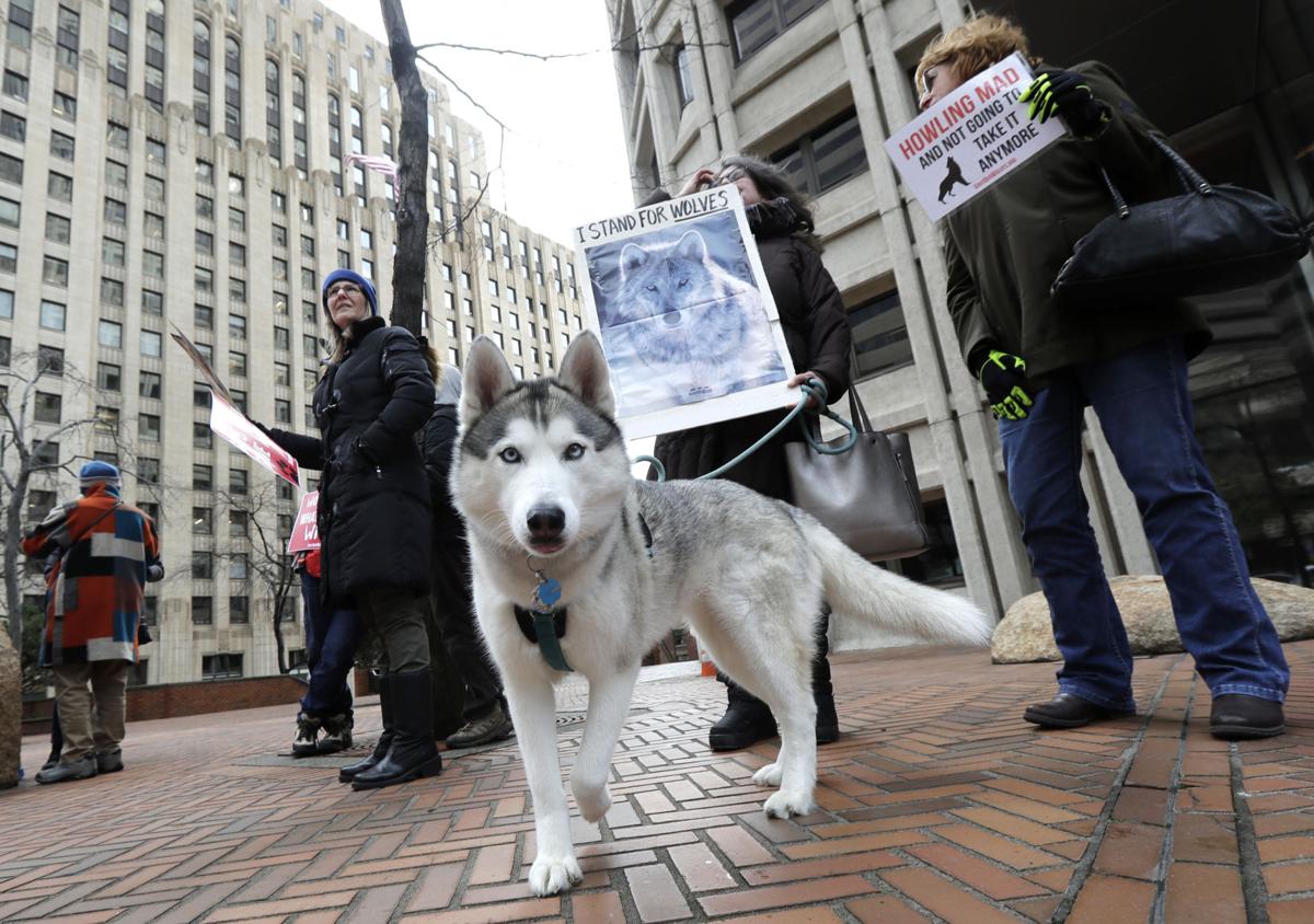 The 25 Most Popular Dog Breeds In America This Year And The