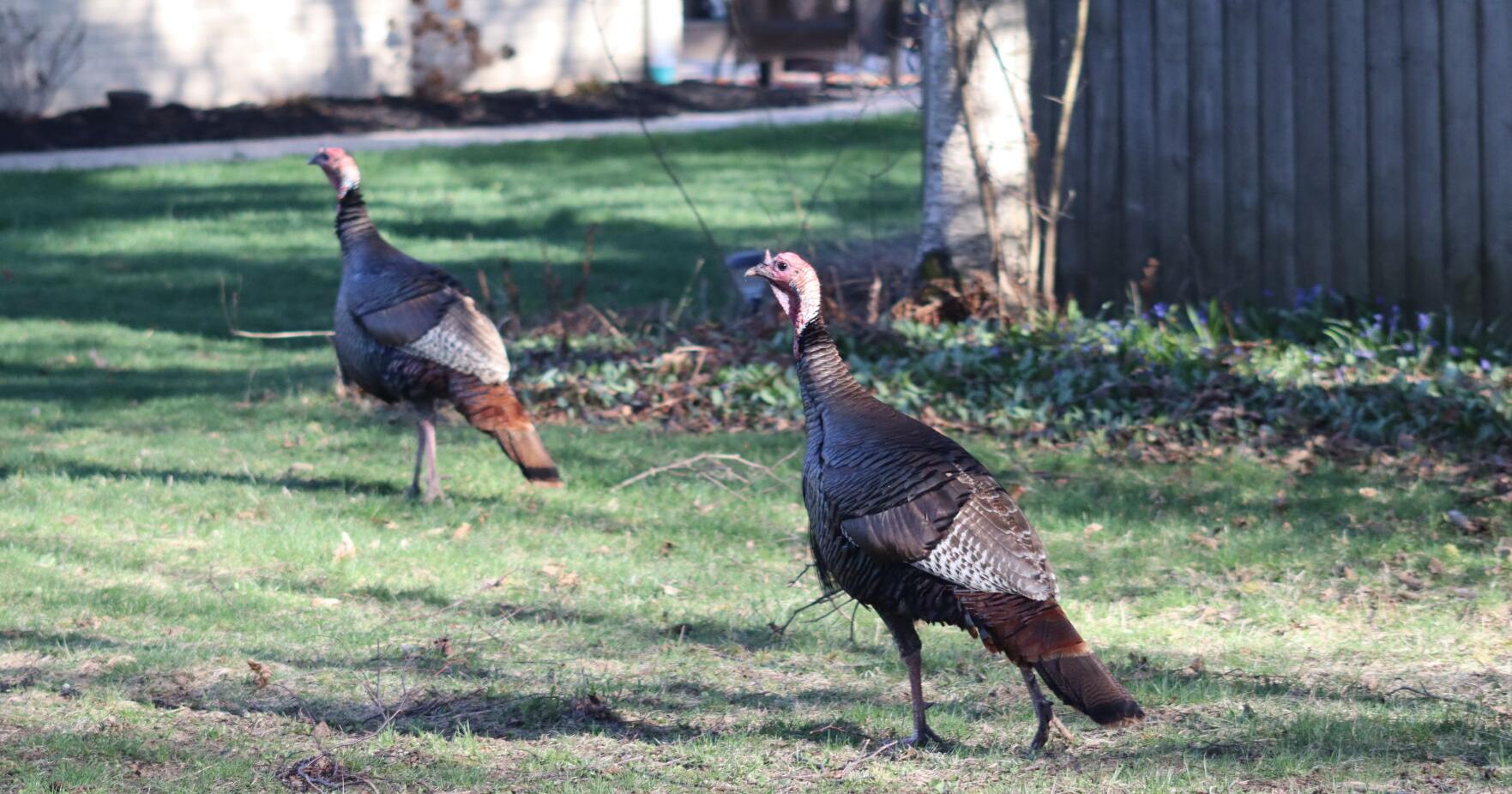 Wind Point drafting ordinance prohibiting feeding wildlife, to send letter to solve turkey issue - Vimarsana News