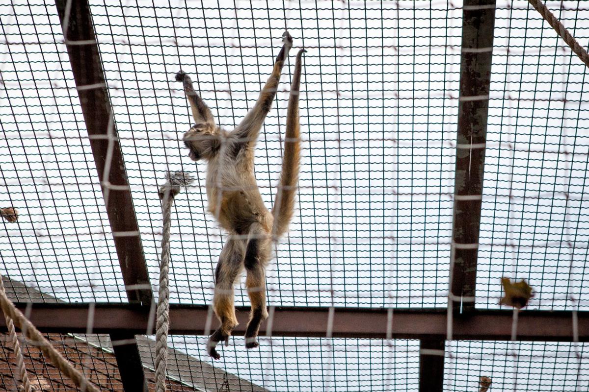 Racine Zoo unveils new app Local News