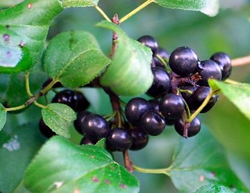 Root Of It All: How To Control Buckthorn