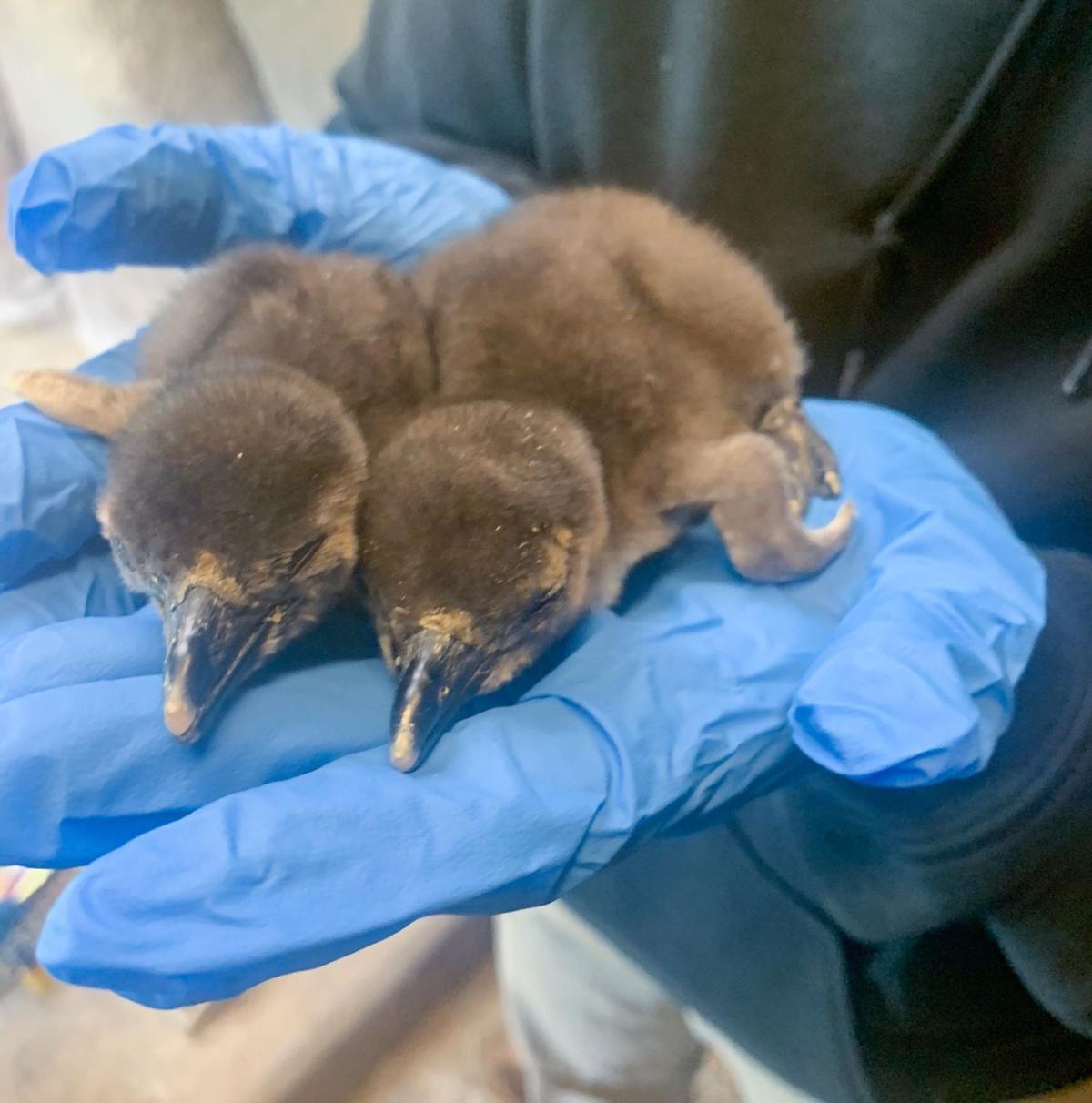 Racine Zoo penguin chicks