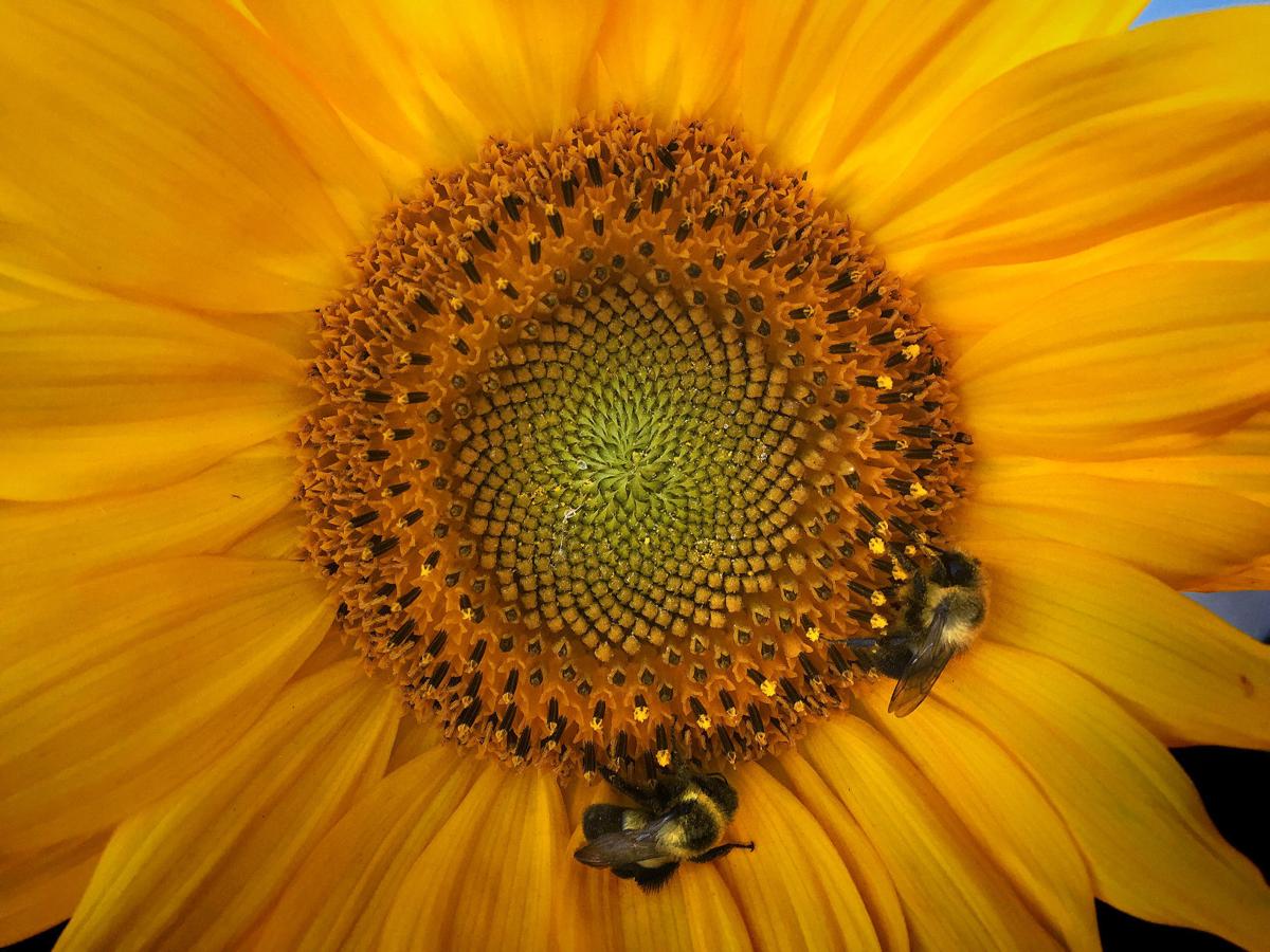 Around the Sun(flower)