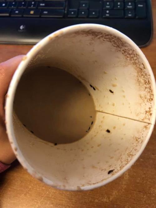 Dead bugs reportedly found in Starbucks drink from Highway ...