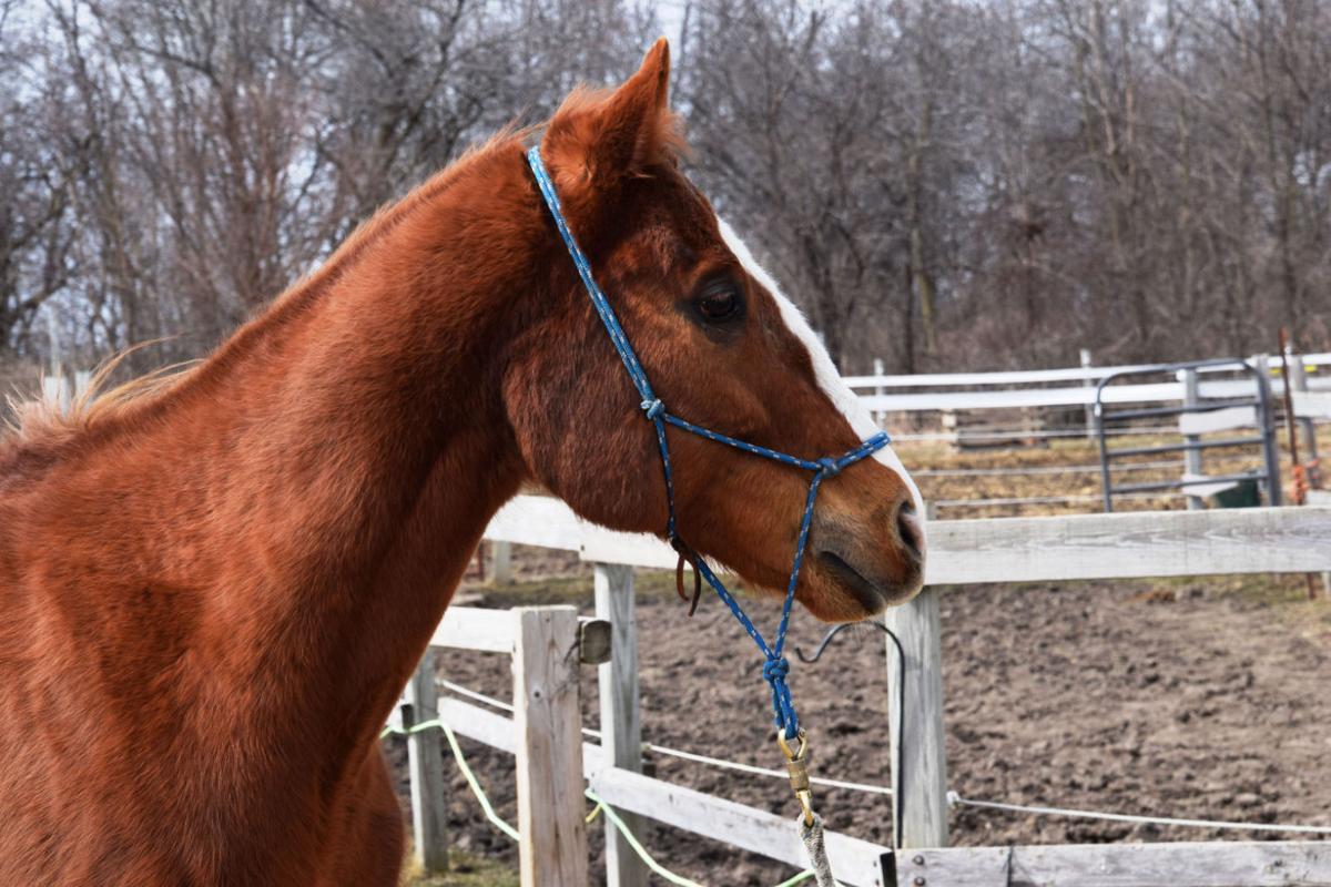 Equine rescue established in Racine County Local News