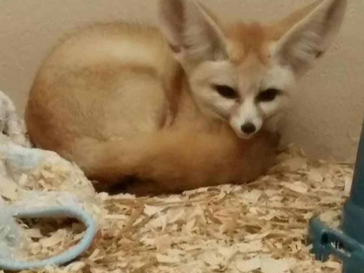 Zoo Gets Second Fennec Fox Local News Journaltimes Com Zoo Gets Second Fennec Fox Local News Journaltimes Com