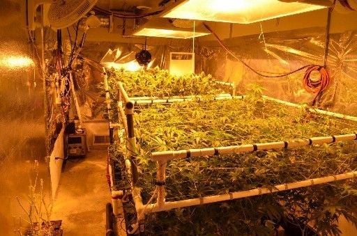 95 Marijuana Plants Found In Norway Basement Local News Journaltimes Com