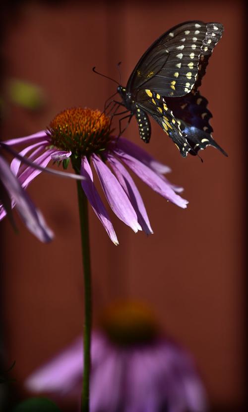 It's the flower