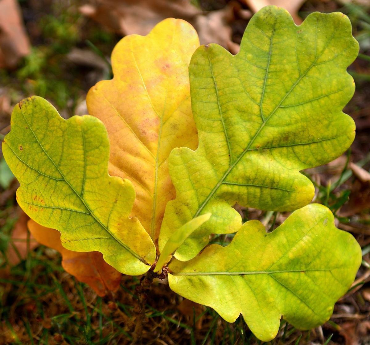 Albums 91+ Pictures Pictures Of Oak Tree Leaves Stunning